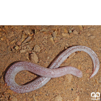 خانواده کرم‌سوسمارهای پوزه کوتاه Trogonophiidae